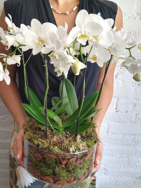 Márcia T., 44 com sua orquídea